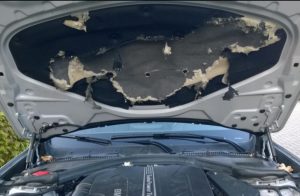 nyest szétrágta a motortér zajvédő burkolatot